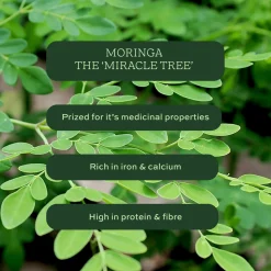 Aduna Cleanse Moringa Tea with Mint & Nettle 15 bags