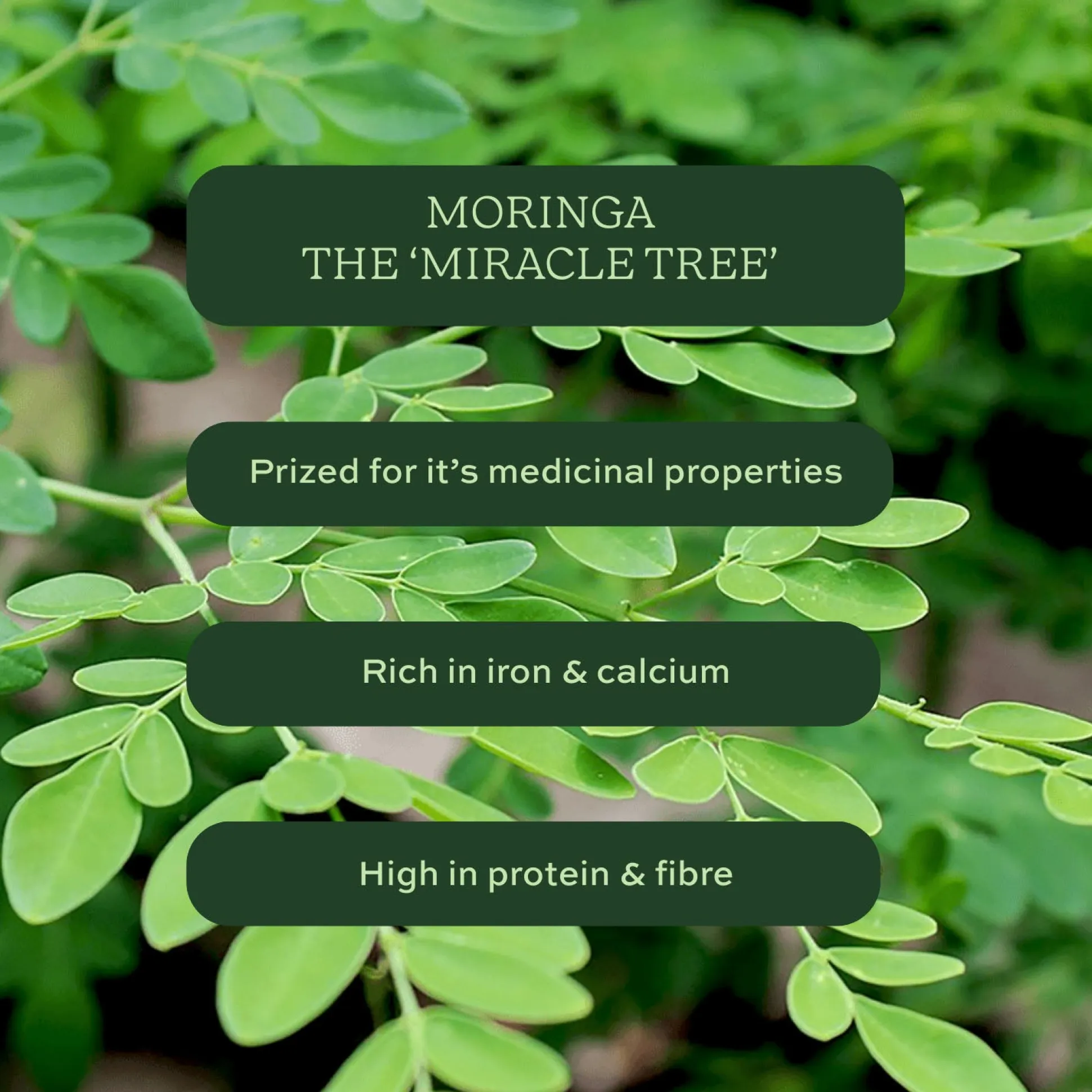 Aduna Cleanse Moringa Tea with Mint & Nettle 15 bags