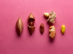 Raw & Wild Activated Pili Nuts - Turmeric & Ginger 70g