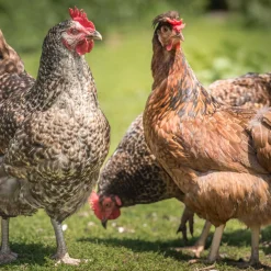 Rookery Large Eggs 6 pack