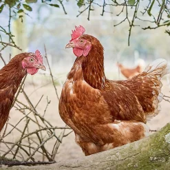 Rookery Large Eggs 6 pack